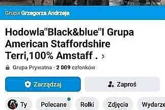 Amstaff , American staffordshire terrier, Dolnośląskie, Wrocław