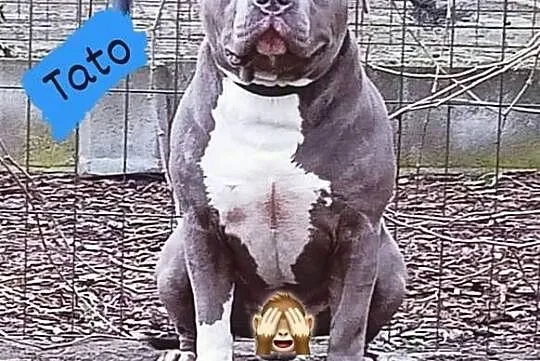 Amstaff , American staffordshire terrier, Dolnośląskie, Wrocław