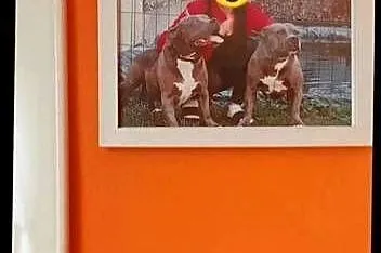 Amstaff , American staffordshire terrier, Dolnośląskie, Wrocław