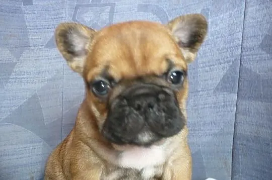 Buldog francuski - rude suczki