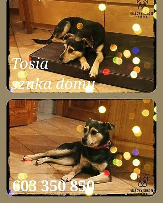 Tosia - szuka dobrego domu, mazowieckie Konstanci