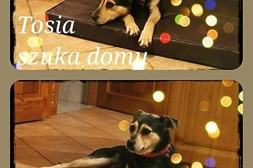 Tosia - szuka dobrego domu,  mazowieckie Konstanci