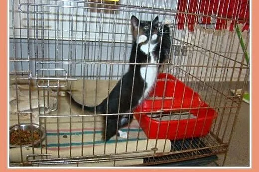 Śliczna,przytulaśna kociczka o trzech łapkach, wiek ok 3 m-cy.Adopcja.,  mazowieckie Warszawa