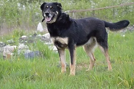 MORUS duży pies &#8211;przyjaciel rodziny jak 