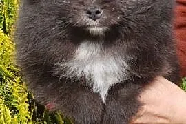 Szpic miniaturowy-Pomeranian linia Tajlandzko- Ame, Myszków