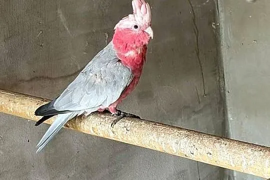 Papuga kakadu różowa samica, Lubuskie, Świebodzin
