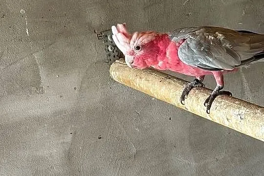 Papuga kakadu różowa samica, Lubuskie, Świebodzin