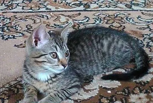 Kociak Klementynka cudna kocia panienka szuka domu