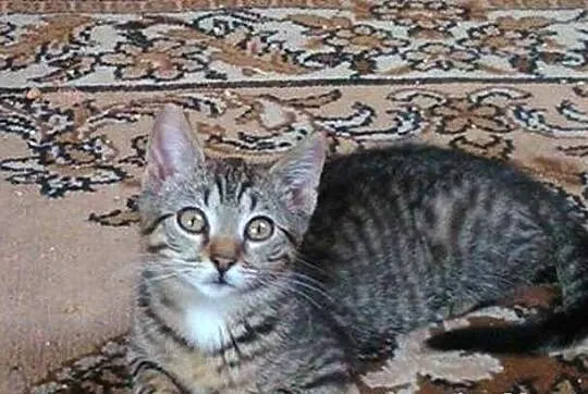 Kociak Klementynka cudna kocia panienka szuka domu