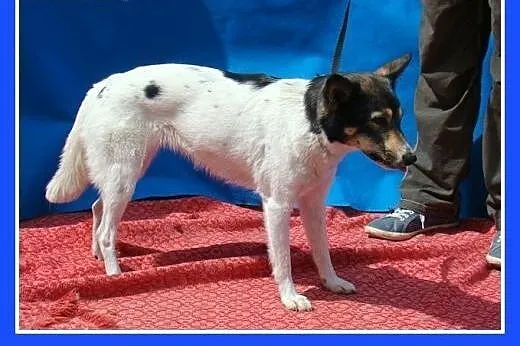 9 kg,kocha ludzi,pływa,aportuje,wesoła,łagodna suc