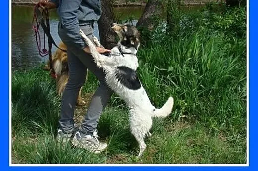 9 kg,kocha ludzi,pływa,aportuje,wesoła,łagodna suc