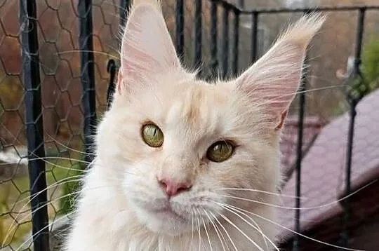 Dwuletnia towarzyska koteczka Maine Coon