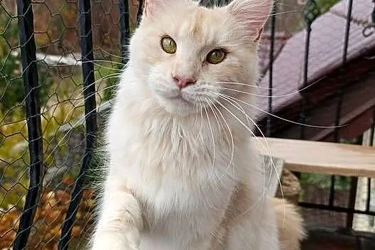 Dwuletnia towarzyska koteczka Maine Coon, Pomorskie, Gdańsk