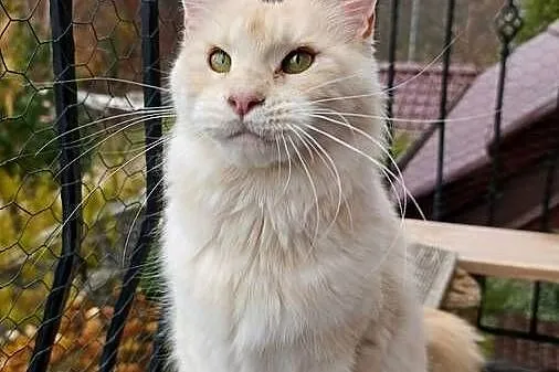 Dwuletnia towarzyska koteczka Maine Coon, Pomorskie, Gdańsk
