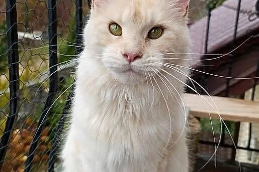 Dwuletnia towarzyska koteczka Maine Coon, Pomorskie, Gdańsk