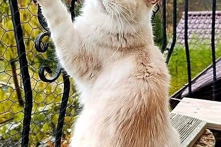 Dwuletnia towarzyska koteczka Maine Coon, Pomorskie, Gdańsk