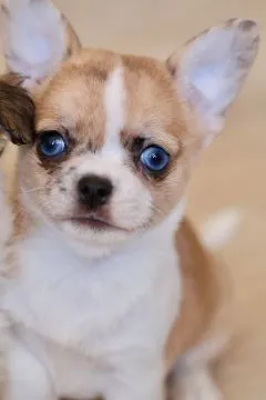Przepiękne szczenięta chihuahua gotowe do sprzedaży w nowych domach, Łódzkie, Łódź