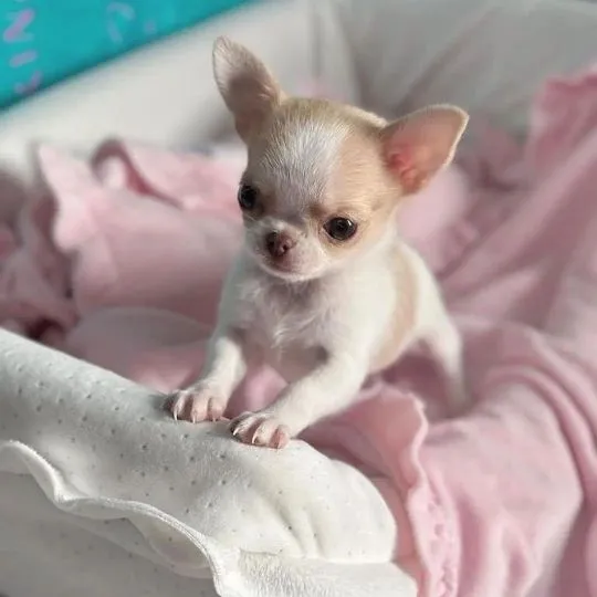 Przepiękne szczenięta chihuahua gotowe do sprzedaży w nowych domach, Łódzkie, Łódź