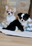 Przepiękne szczenięta chihuahua gotowe do sprzedaży w nowych domach