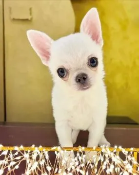 Przepiękne szczenięta chihuahua gotowe do sprzedaży w nowych domach, Łódzkie, Łódź