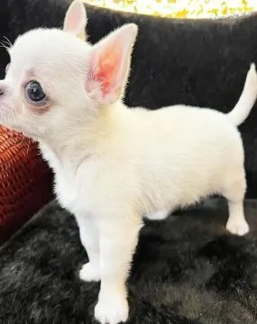 Przepiękne szczenięta chihuahua gotowe do sprzedaży w nowych domach, Łódzkie, Łódź