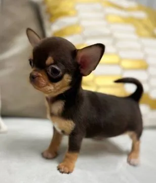 Przepiękne szczenięta chihuahua gotowe do sprzedaży w nowych domach, Łódzkie, Łódź