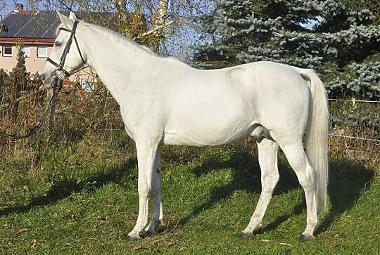 Stanówka ogierem Sex, , Nowy