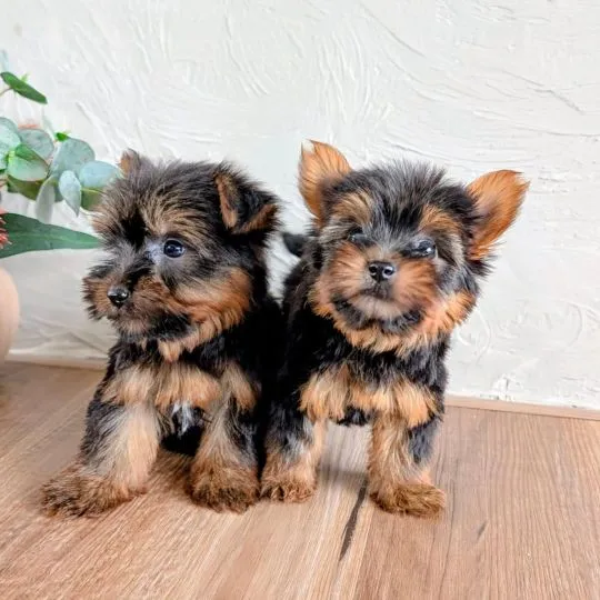 Szczenięta York Terrier do adopcji E-mail: {{amandinelisa01@gmail.com}},