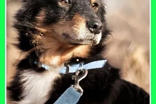 KAJTUŚ,12kg,łagodny,spokojny piesek średni.ADOPCJA,  małopolskie Kraków