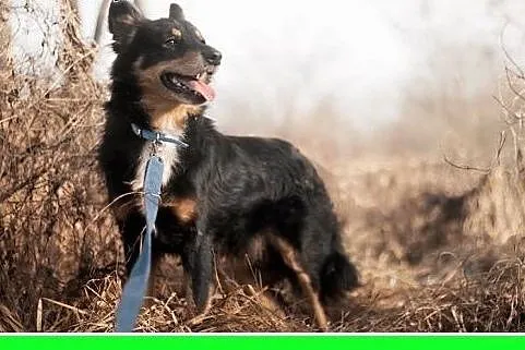 KAJTUŚ,12kg,łagodny,spokojny piesek średni.ADOPCJA