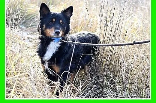 KAJTUŚ,12kg,łagodny,spokojny piesek średni.ADOPCJA