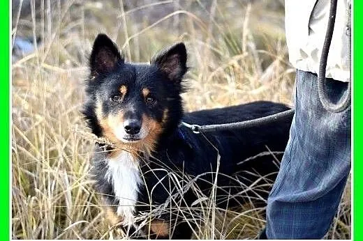 KAJTUŚ,12kg,łagodny,spokojny piesek średni.ADOPCJA