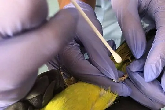 Badania DNA - sprawdzenie płci ptaków, Sośnicowice