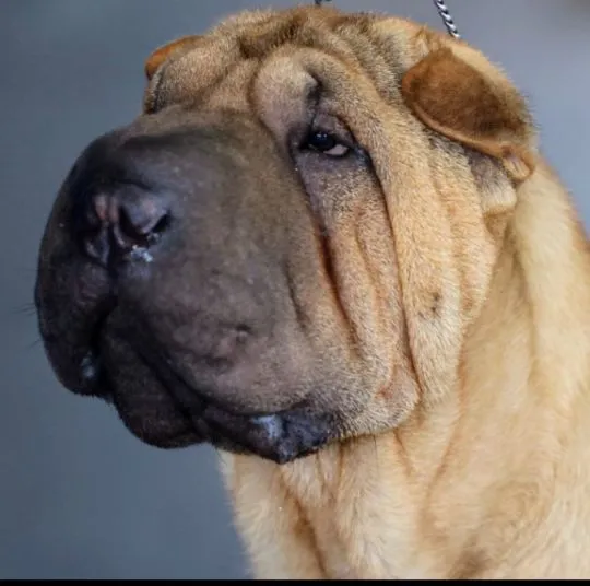 Zapraszamy do rezerwacji szczeniąt rasy shar pei z hodowli Red Folds po utytłlowanych rodzicach., , Rębiechowo