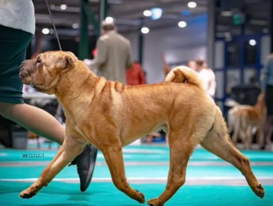 Zapraszamy do rezerwacji szczeniąt rasy shar pei z hodowli Red Folds po utytłlowanych rodzicach., , Rębiechowo