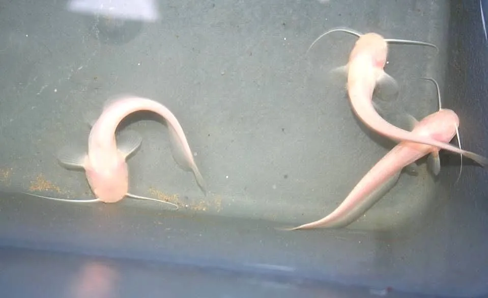 SUM ALBINOS 12 cm ryby do stawów i oczek wodnych, Łódzkie, Silnica