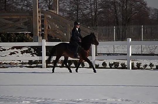 Kuc, kucyk Wałach 125 cm, Łódzkie, Łódź