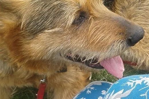 Tropek - psi przytulak szuka domu,  mazowieckie Wa