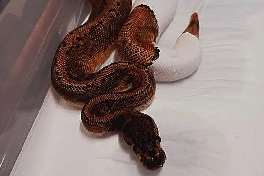 Pyton Fire pinstripe pied samica z 2024