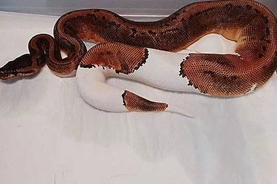 Pyton Fire pinstripe pied samica z 2024, Śląskie, Bielsko-Biała