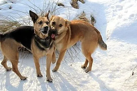 Urocza sunia NUTKA łagodna, delikatna, mądra SZUKA