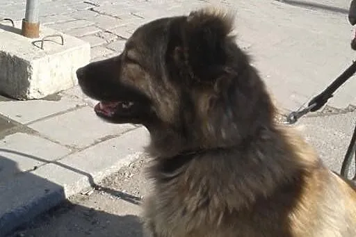 Szukamy domu dla spokojnej Eti