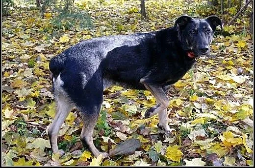 Oddam Ci serce tylko daj mi dom- Pharell , mazowi