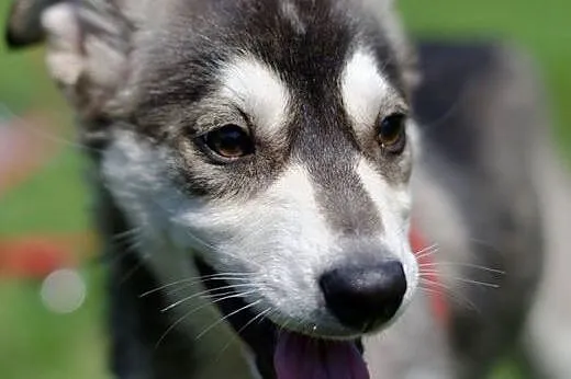 Sisi szczeniak husky- chcę poznawać z Tobą nowy lepszy świat,  kujawsko-pomorskie Toruń