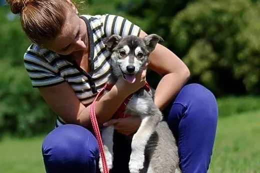 Sisi szczeniak husky- chcę poznawać z Tobą nowy le