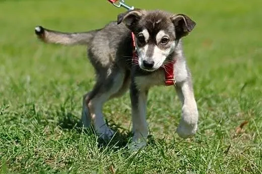 Sisi szczeniak husky- chcę poznawać z Tobą nowy le