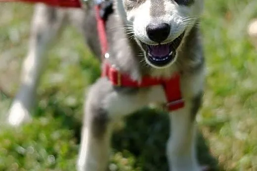 Sisi szczeniak husky- chcę poznawać z Tobą nowy le