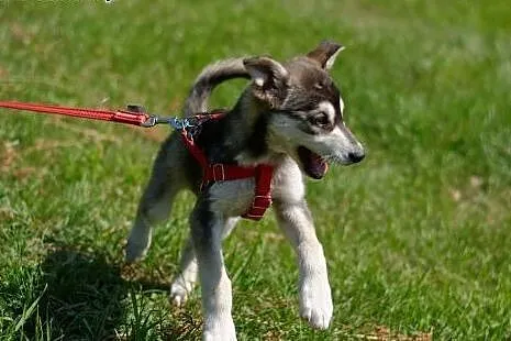 Sisi szczeniak husky- chcę poznawać z Tobą nowy le