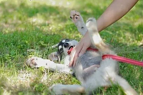 Sisi szczeniak husky- chcę poznawać z Tobą nowy le