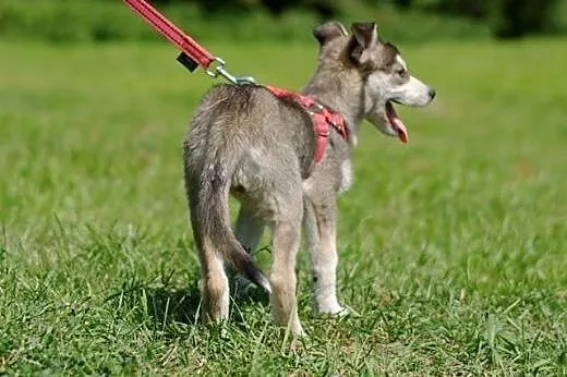 Sisi szczeniak husky- chcę poznawać z Tobą nowy le